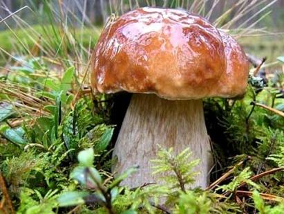 Sa ditë pas shiut rriten kërpudhat