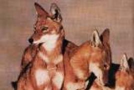 Ethiopian wolf: what does it have in common with the jackal?