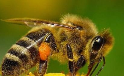 How bees make tasty and healthy honey What white honey looks like