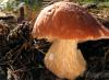 How long does the butterdish mushroom grow on a good mycelium?