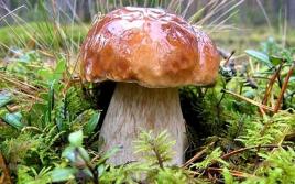 Через сколько дней после дождя вырастают грибы