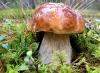 How many days after rain do mushrooms grow?