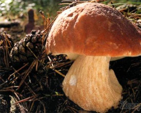 How long does the butterdish mushroom grow on a good mycelium?