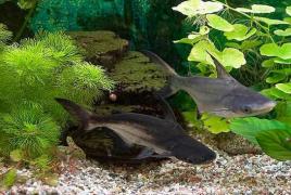 Shark catfish (Pangasius) - domestic mini shark