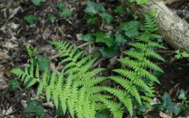 Lush handsome man - fern Male shield: photos, types, home care
