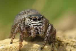 What kind of development in arachnids is direct or indirect?