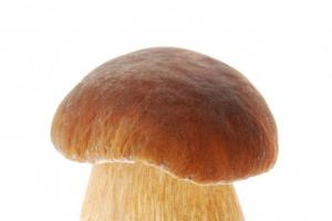 Условия роста и календарь сбора грибов